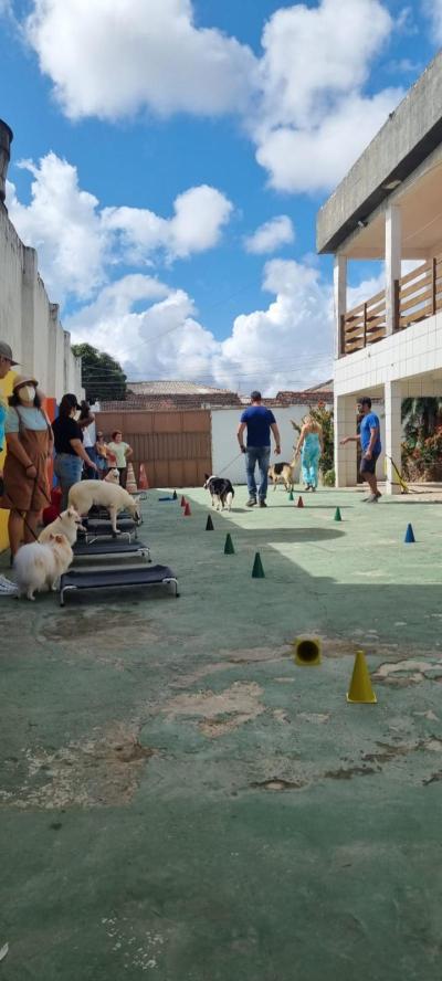 Treinamento de socialização em ambiente controlado. Enquanto alguns cães treinam no centro, os outros aguardam calmamente em descanso sobre o place, aprendendo a manter o equilíbrio e a paciência até sua vez